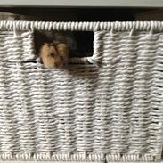 Blanding af racer Pelle