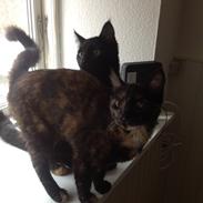 Blanding af racer Pelle