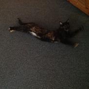 Blanding af racer Pelle