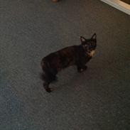 Blanding af racer Pelle