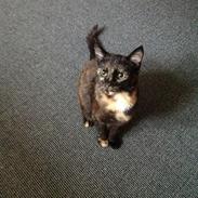 Blanding af racer Pelle