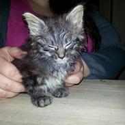 Maine Coon Chewbacca