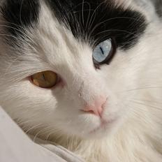 Tyrkisk Van DK Van Lehmkuhl Jason (Avlskat)