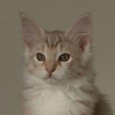 Norsk Skovkat Chrisycats Ipanema