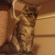 Maine Coon Coonfighter's Aslan