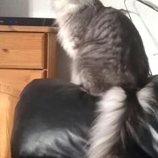 Maine Coon Coonfighter's Aslan