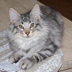 Norsk Skovkat N*Skaugumåsens Tigergutt