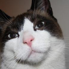 Blanding af racer bamse