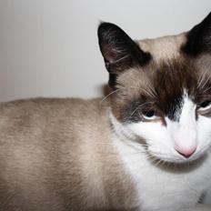 Blanding af racer bamse