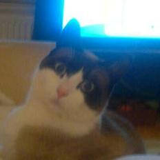 Blanding af racer bamse