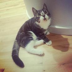 Huskat Neelix
