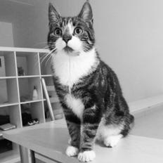 Huskat Neelix