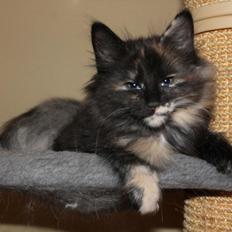 Norsk Skovkat DK Skovskytten´s Koko