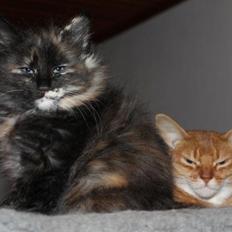 Norsk Skovkat DK Skovskytten´s Koko