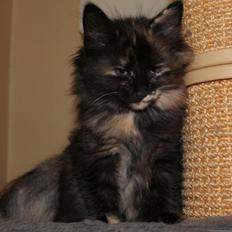 Norsk Skovkat DK Skovskytten´s Koko