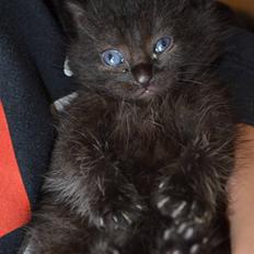 Blanding af racer Funder