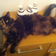 Maine Coon Amanda (er drægtig)