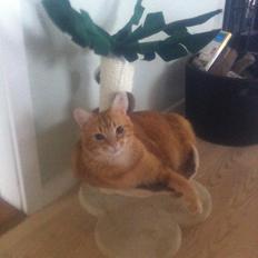 Blanding af racer Mathias