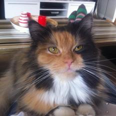 Blanding af racer Mini miv. (er drægtig)