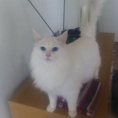 Maine Coon Smilla  (er drægtig)