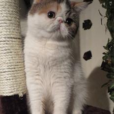 Exotic Gidahmir´s Little Luxury