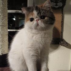 Exotic Gidahmir´s Little Luxury