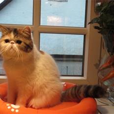 Exotic Gidahmir´s Little Luxury