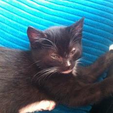 Huskat Ost<3 ( Sov sødt min lille engel:-( )*R.I.P*