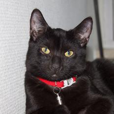 Huskat Aslan "Brumbasse"