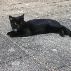 Huskat Luke (Lukee Boogie)