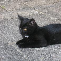 Huskat Luke (Lukee Boogie)