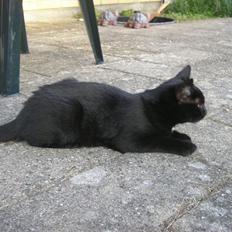 Huskat Luke (Lukee Boogie)