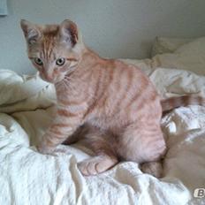 Blanding af racer Prince