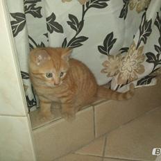 Blanding af racer Prince