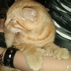 Blanding af racer Prince