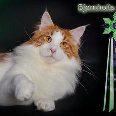 Maine Coon IC DK Bjørnholts Cosimo 9/6