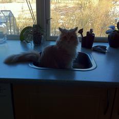 Blanding af racer Tiger (på engelsk) :)