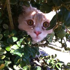 Blanding af racer Tiger (på engelsk) :)