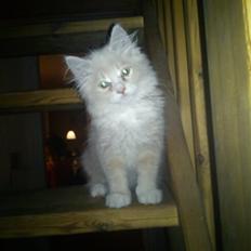 Blanding af racer Tiger (på engelsk) :)