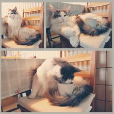 Maine Coon Milkiway