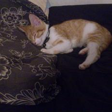 Blanding af racer Bøllemis R.I.P