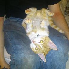 Blanding af racer Bøllemis R.I.P