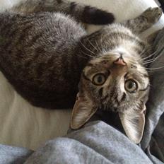 Blanding af racer Bailey