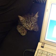 Blanding af racer Bailey