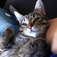 Blanding af racer Bailey