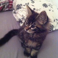 Maine Coon Junior