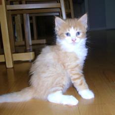 Blanding af racer Rosalie