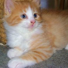 Blanding af racer Rosalie