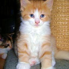 Blanding af racer Rosalie