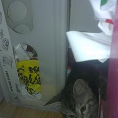 Blanding af racer MisseMiv